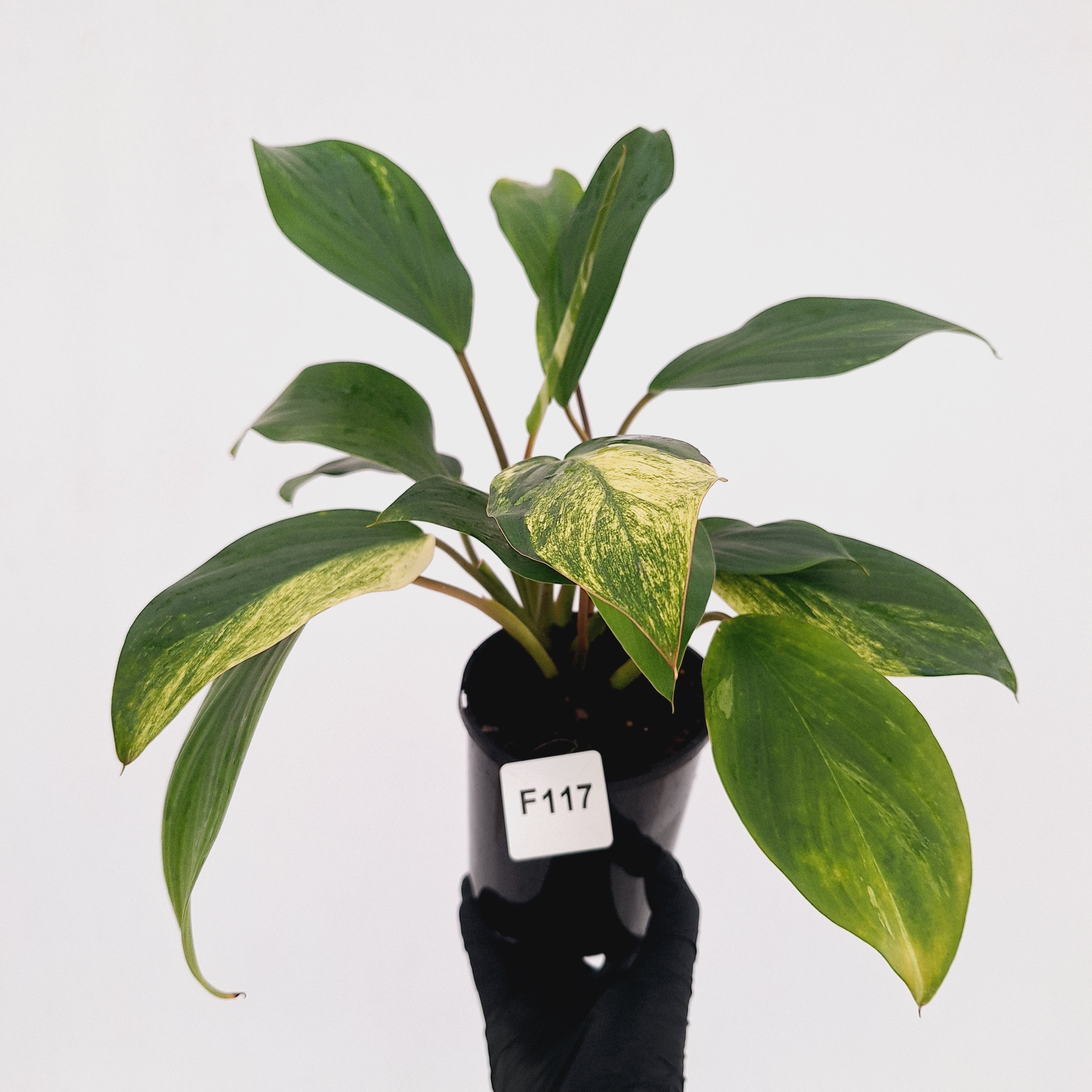 Homalomena Tropical Green Variegata -sale