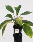 Homalomena Tropical Green Variegata -sale