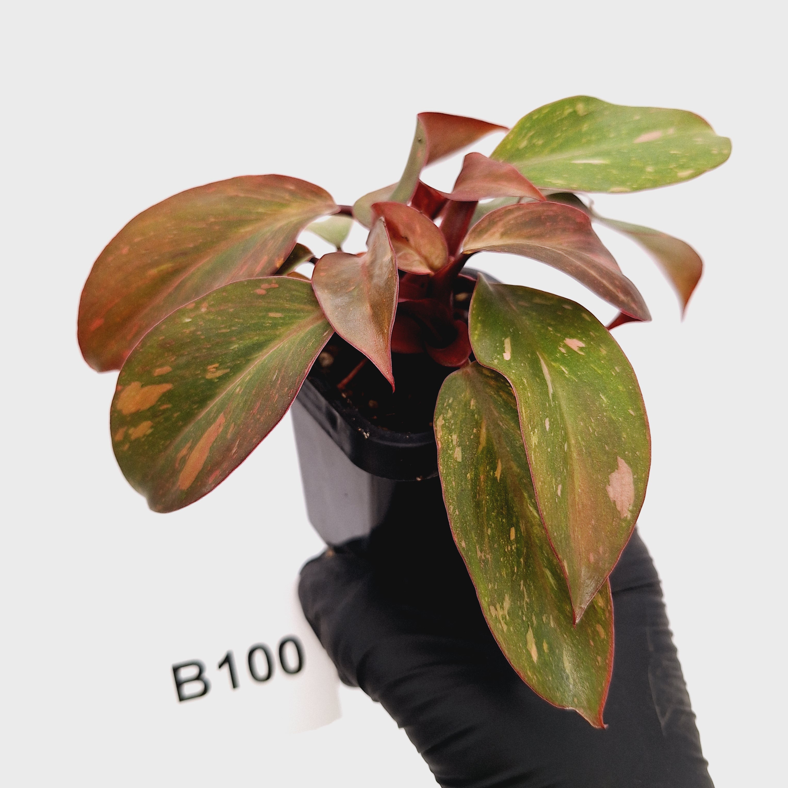 Philodendron 'Orange Princess'