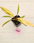 Philodendron serratum 'Caramel Marble' -flash sale