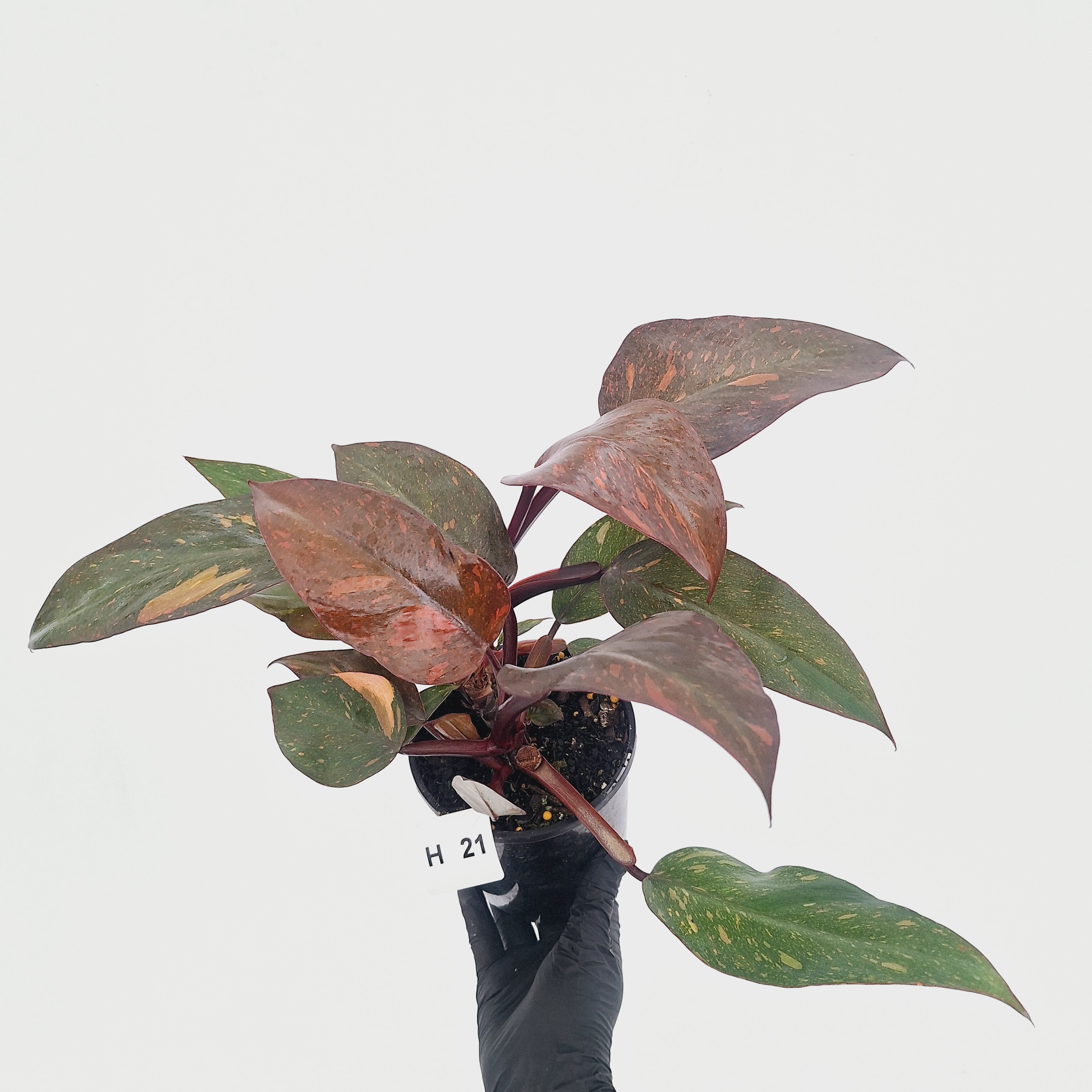 Philodendron 'Orange Princess' - FLASH SALE