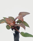Philodendron 'Orange Princess' - FLASH SALE