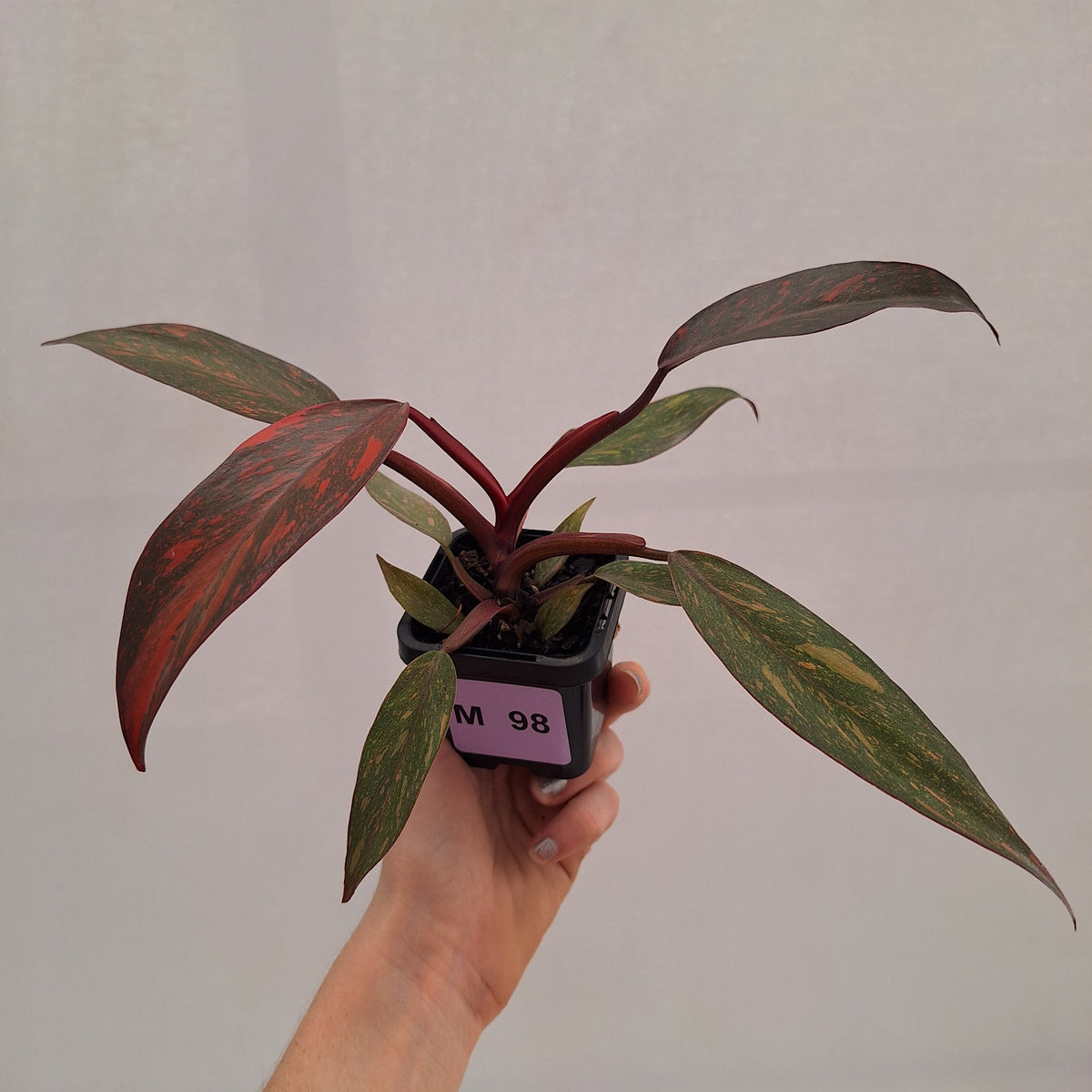 Philodendron 'Orange Princess' 70mm