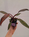 Philodendron 'Orange Princess' 70mm