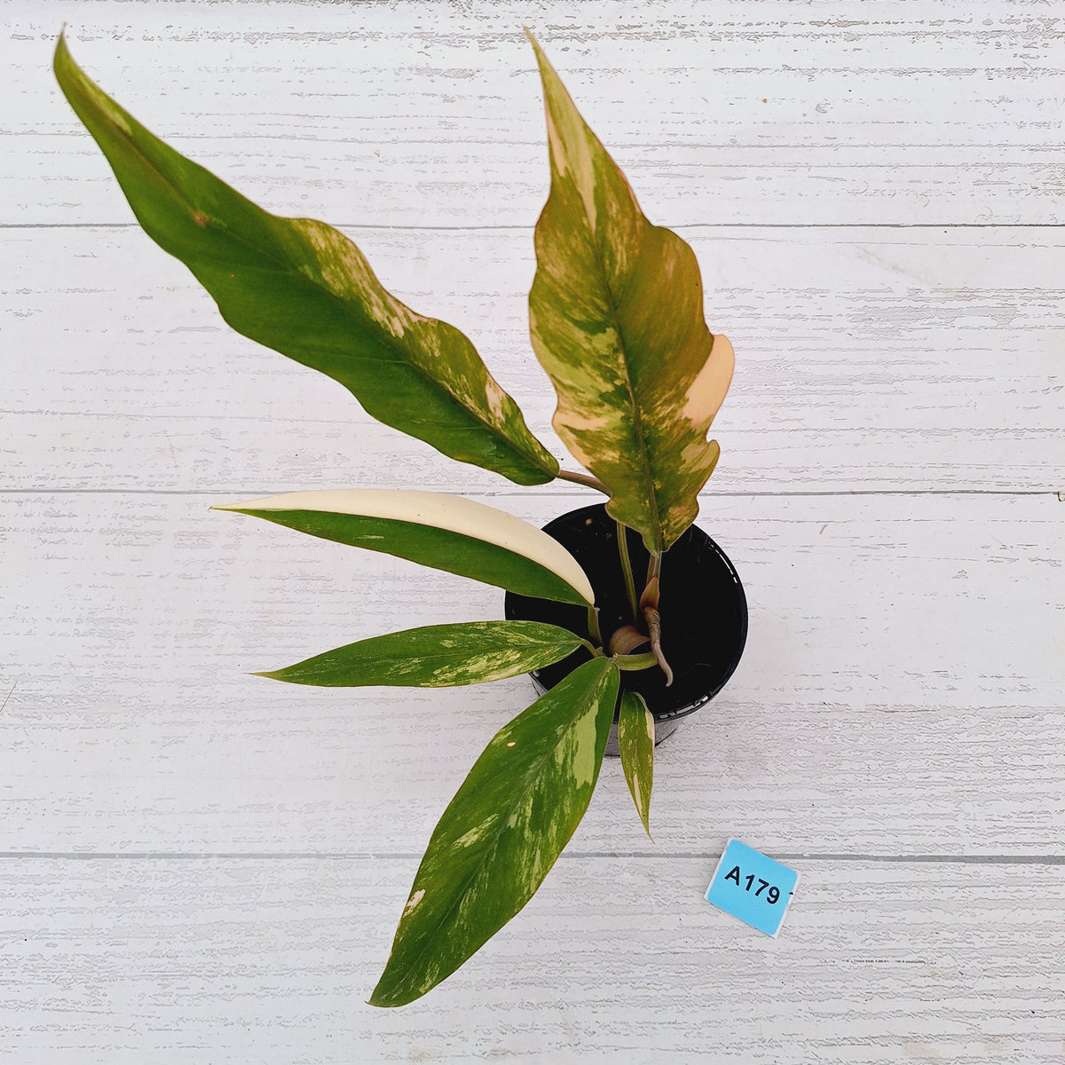 Philodendron serratum 'Caramel Marble' -flash sale