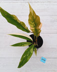 Philodendron serratum 'Caramel Marble' -flash sale