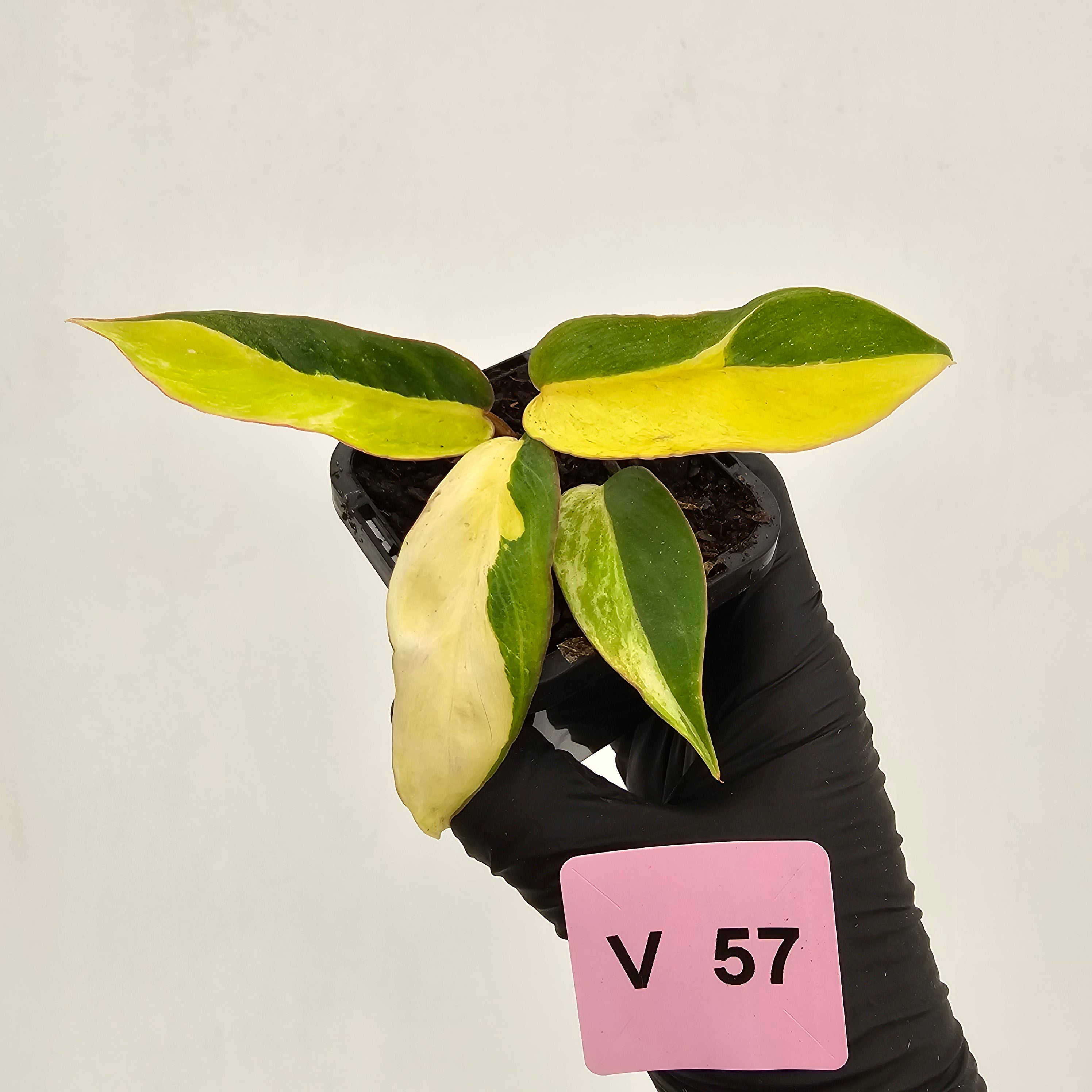 Philodendron pinnatifidum 'Jungle Fever Egg Yolk"