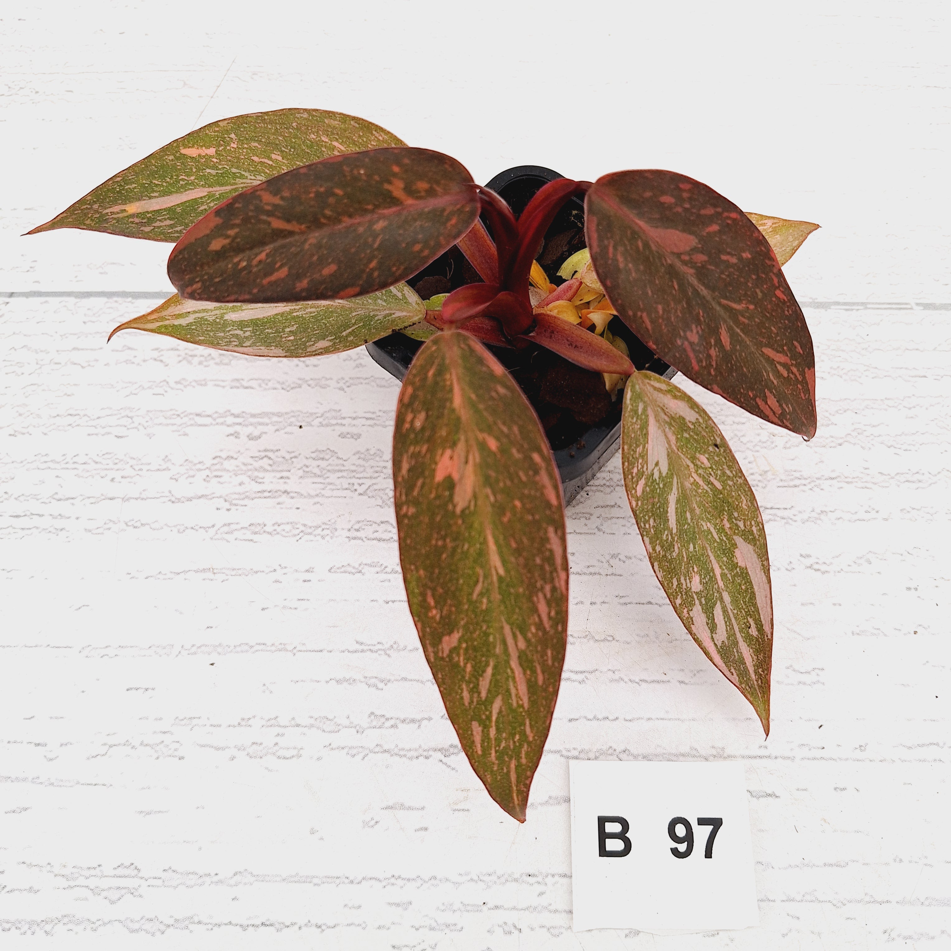 Philodendron 'Orange Princess'