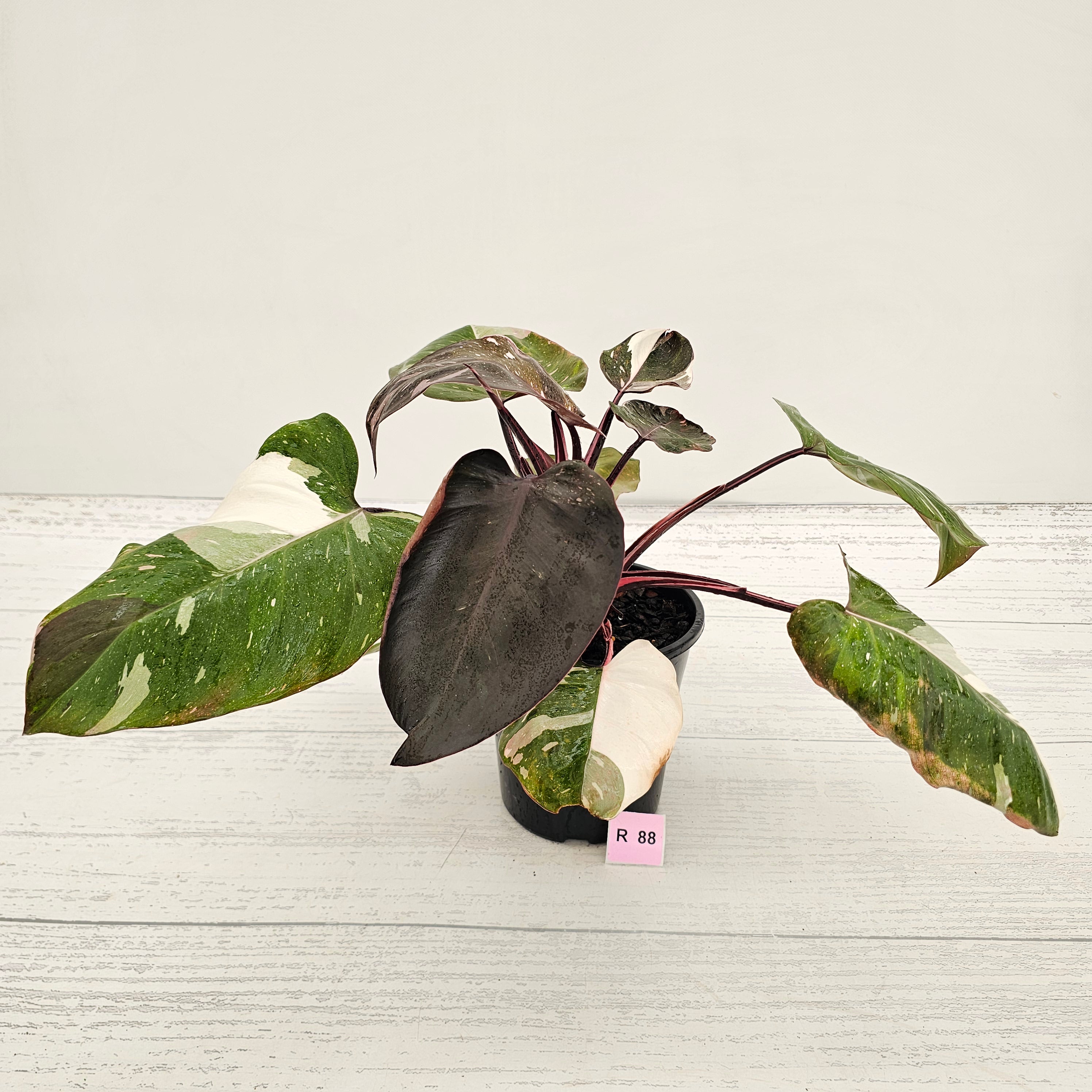Philodendron erubescens 'Red Anderson'