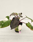 Philodendron erubescens 'Red Anderson'