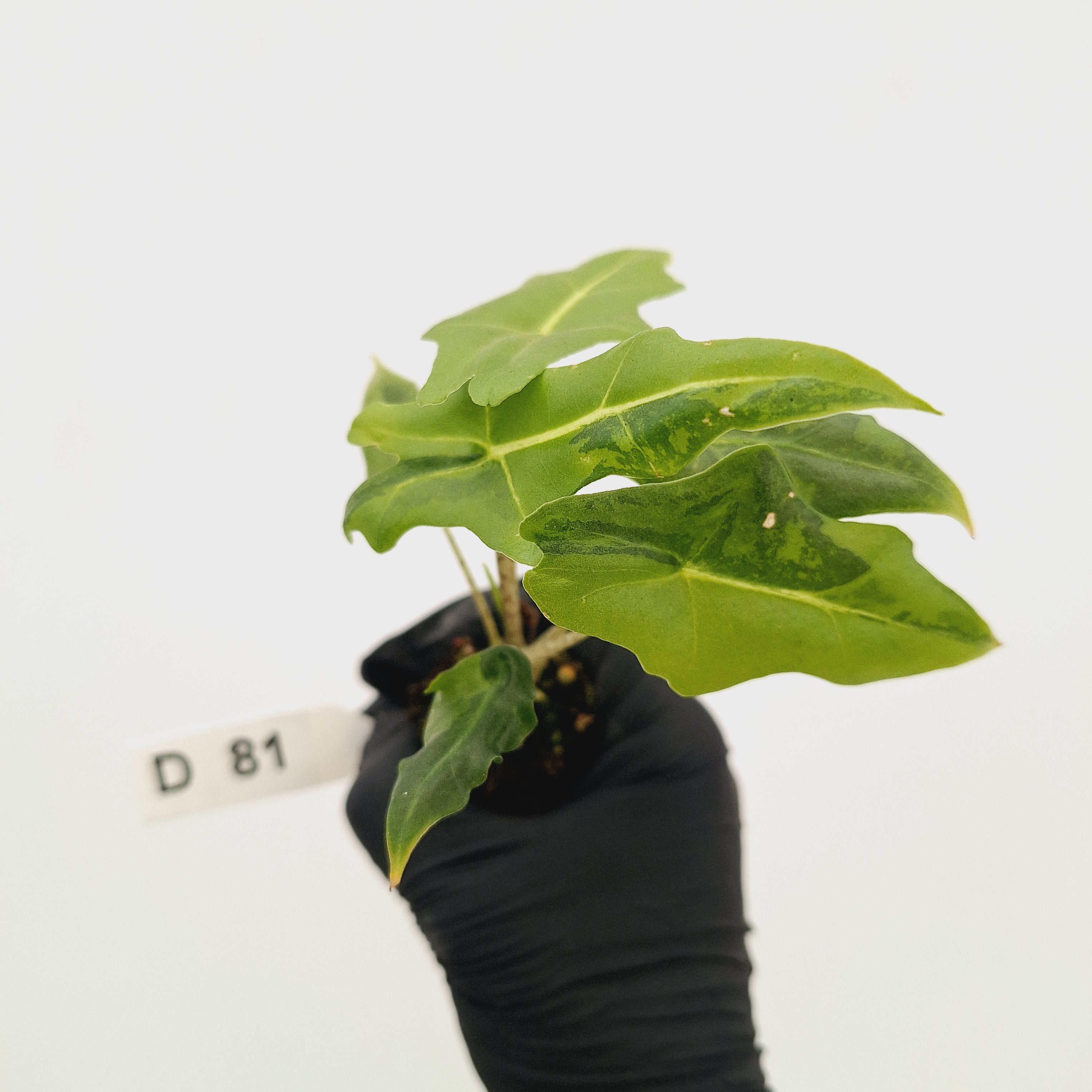 Alocasia portei Malaysian Monster Variegata - Bare Bottom Baby