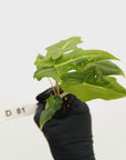 Alocasia portei Malaysian Monster Variegata - Bare Bottom Baby