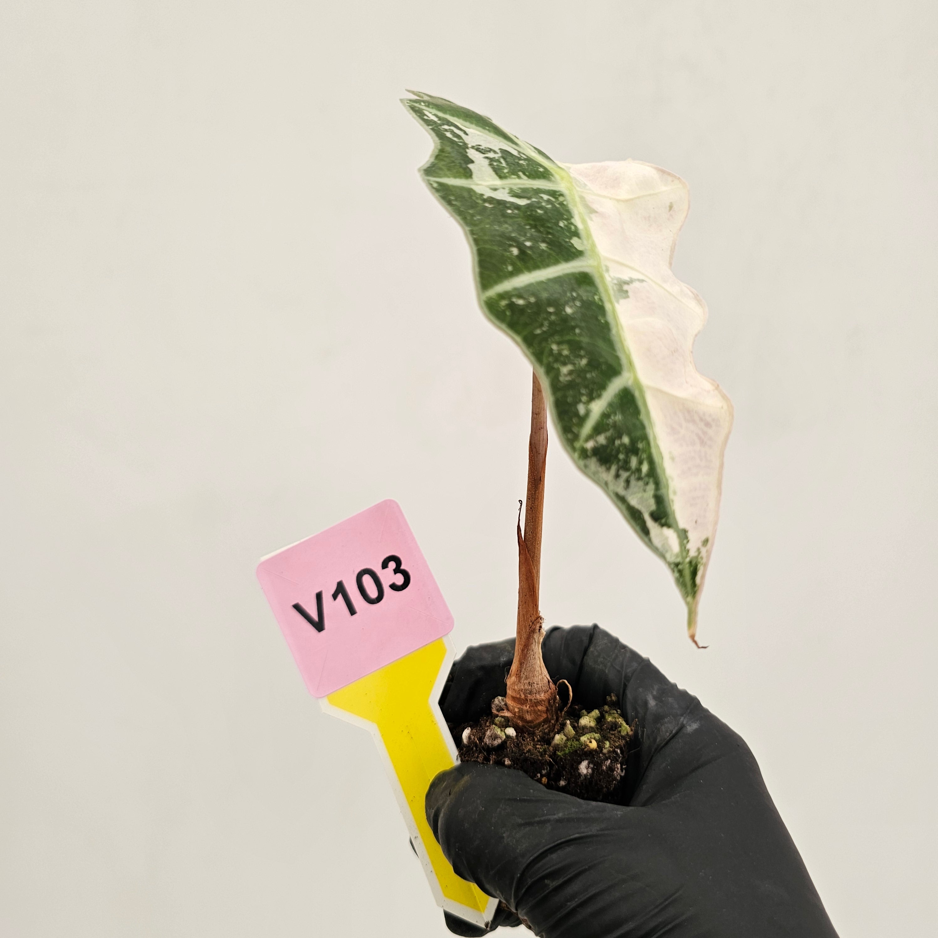 Alocasia Polly 'Snowflake Brocade'