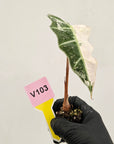Alocasia Polly 'Snowflake Brocade'