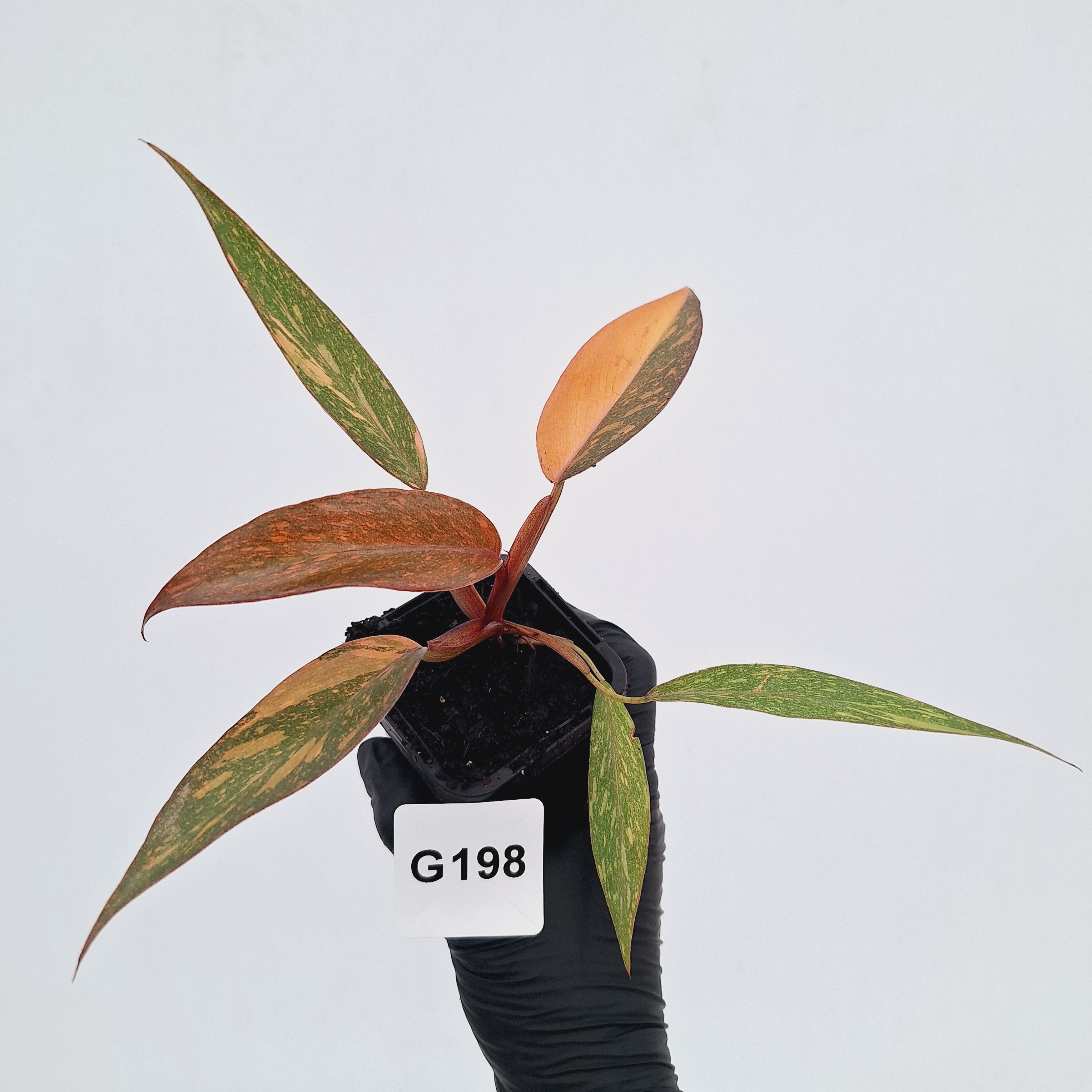 Philodendron 'Orange Princess'