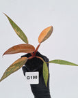 Philodendron 'Orange Princess'