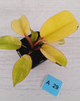 Philodendron pinnatifidum 'Jungle Fever Egg Yolk'