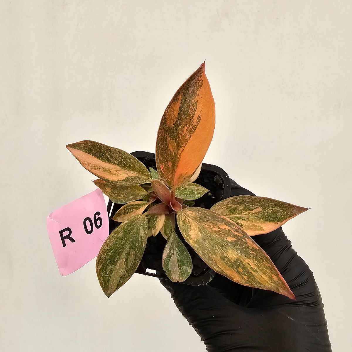 Philodendron 'Orange Princess' 70mm