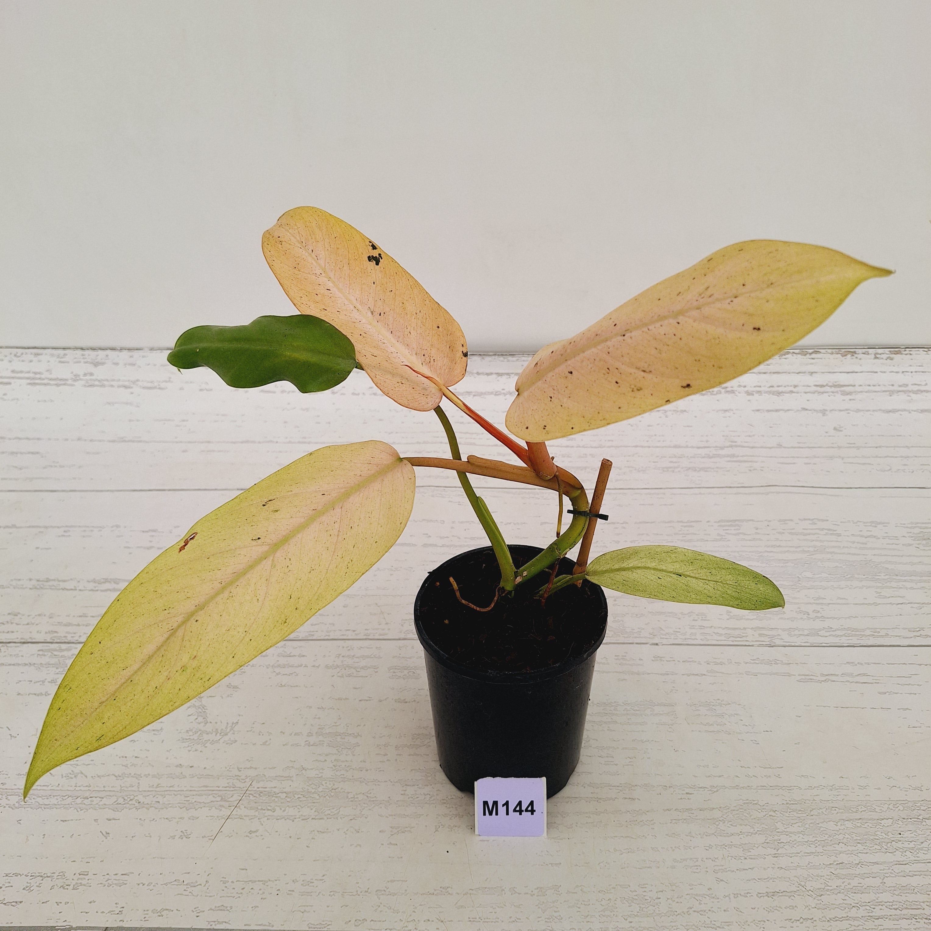 Philodendron  'Whipple Way' SALE