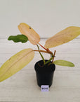 Philodendron  'Whipple Way' SALE