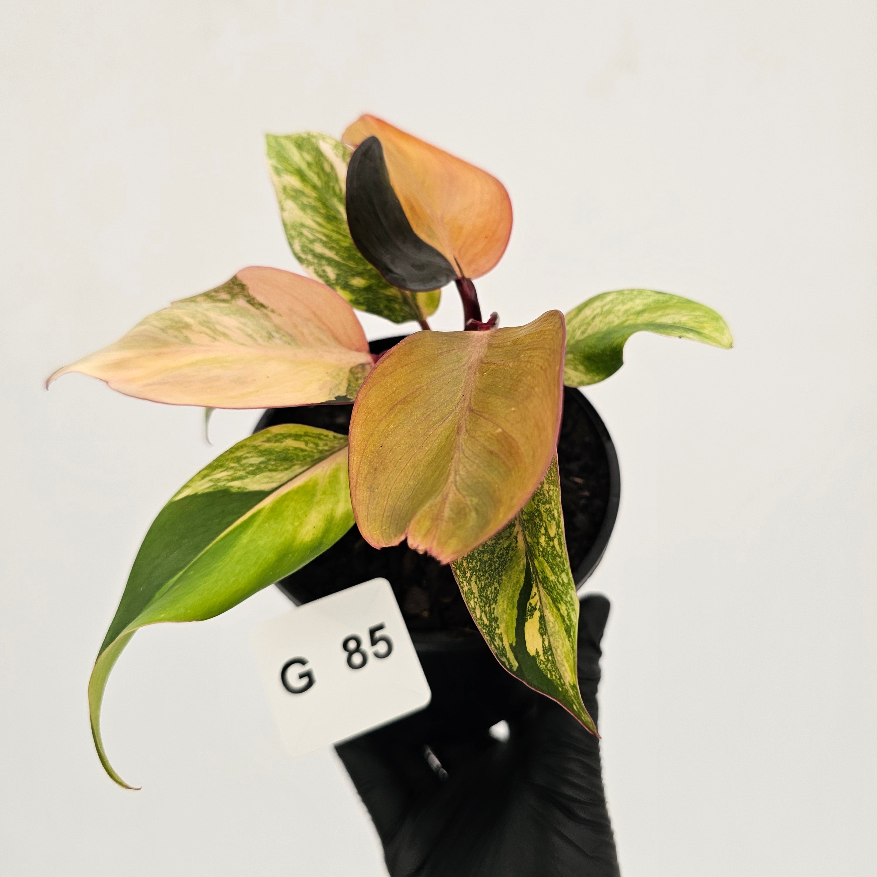 Philodendron 'Orange Princess' Sport