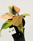 Philodendron 'Orange Princess' Sport