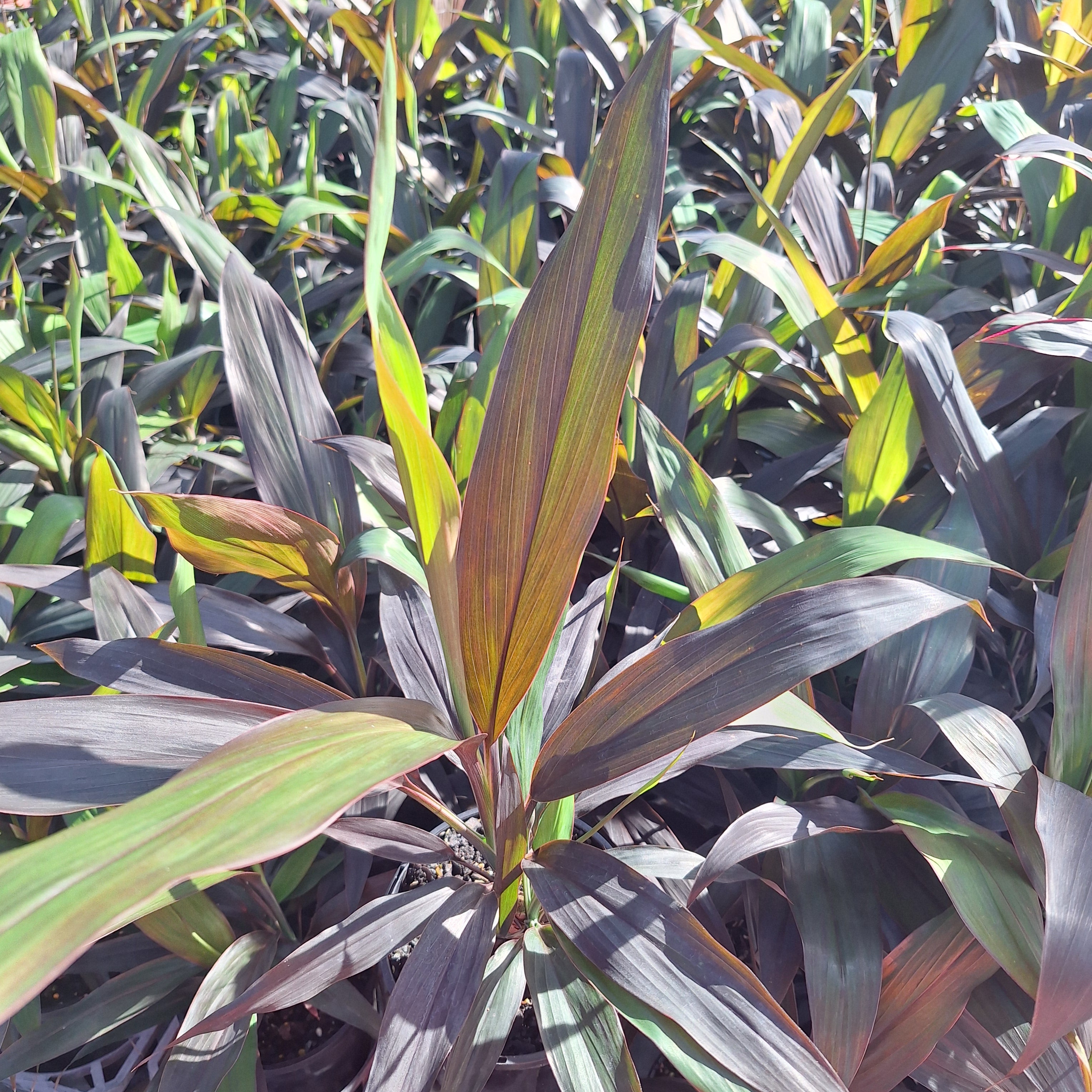 Cordyline fruticosa Negra