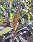 Cordyline fruticosa Negra