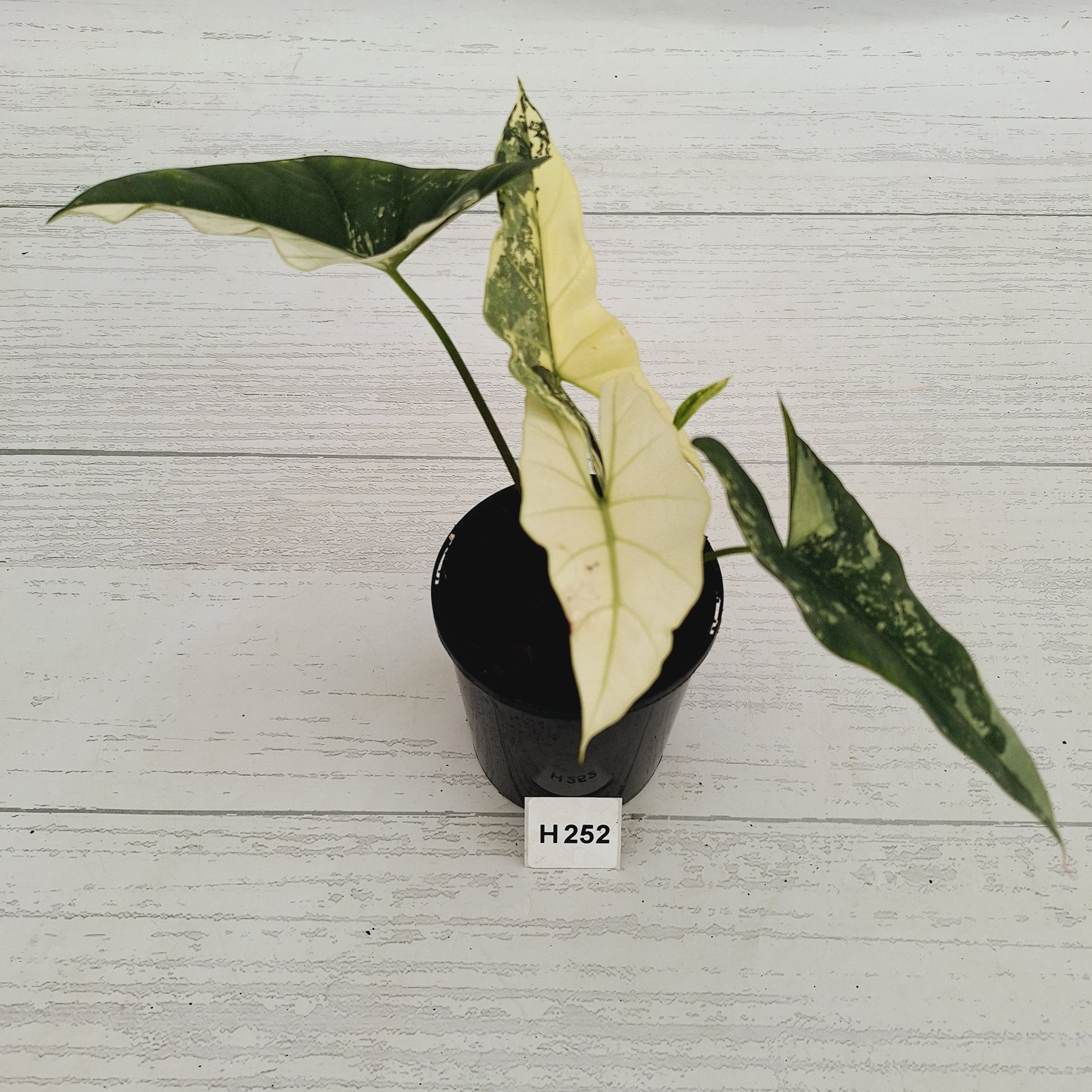 Alocasia ‘Simpo Albo’ Variegata - SALE