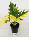 Philodendron bipinnatifidum Variegata