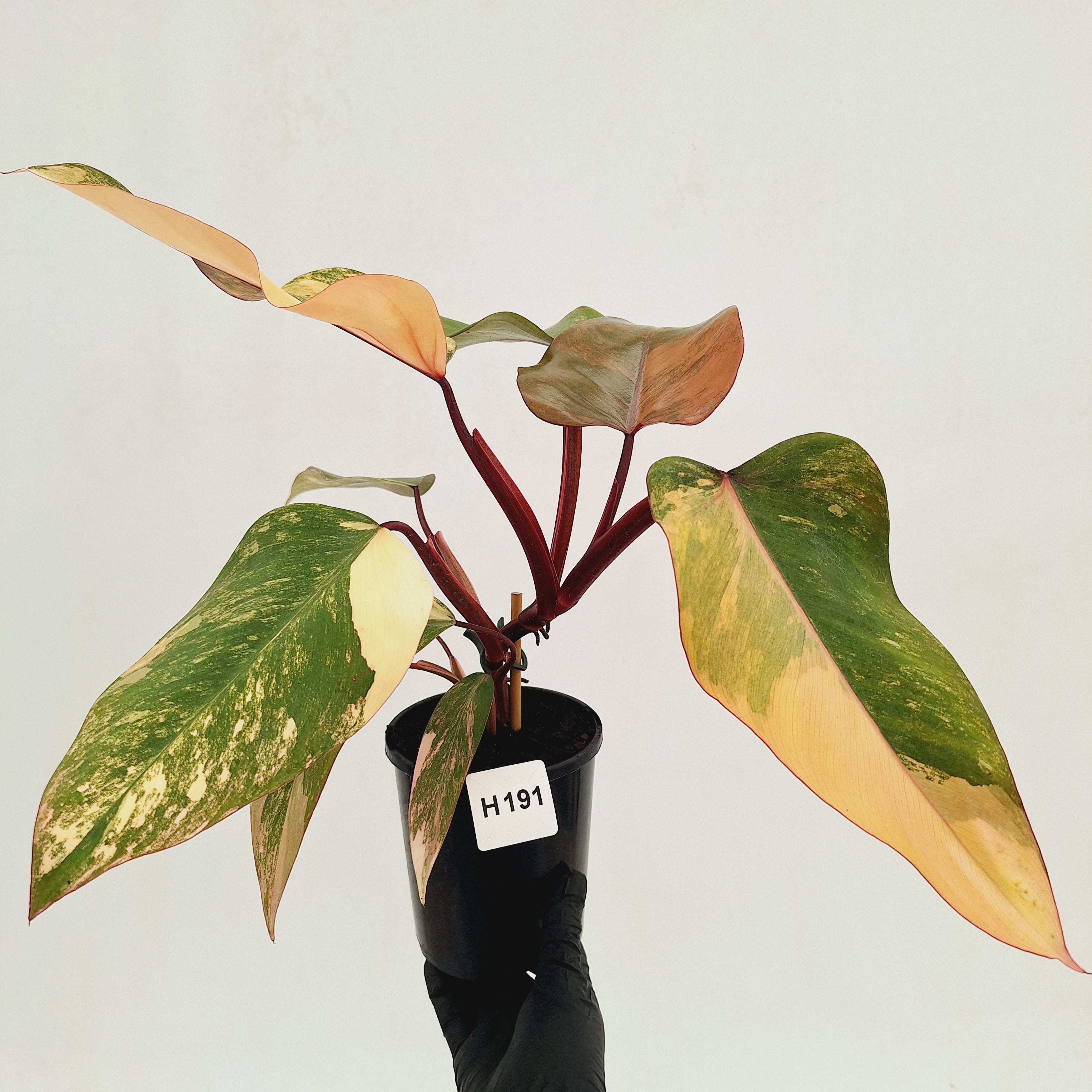 Philodendron erubescens Strawberry Shake - SALE