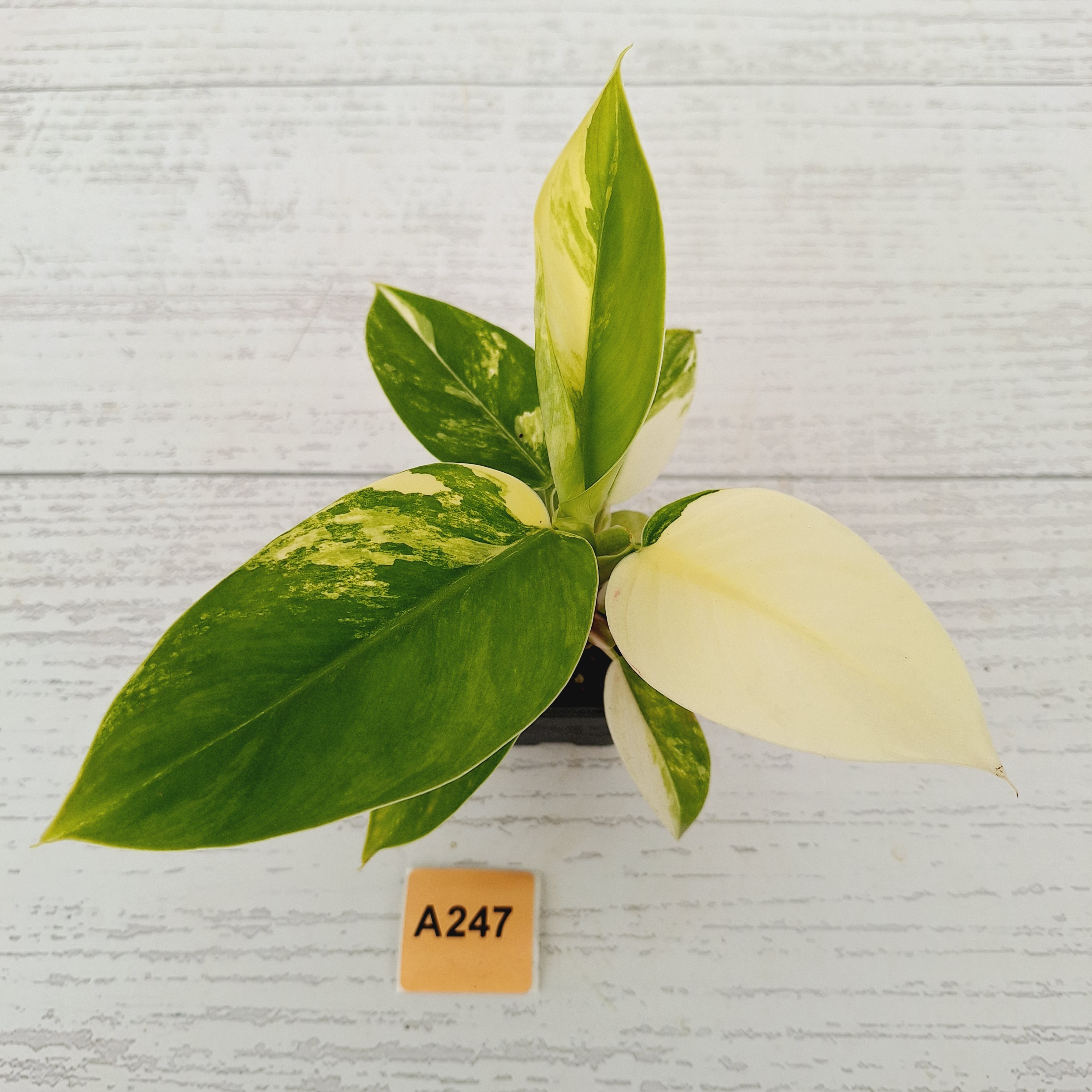 Philodendron imperial green variegata