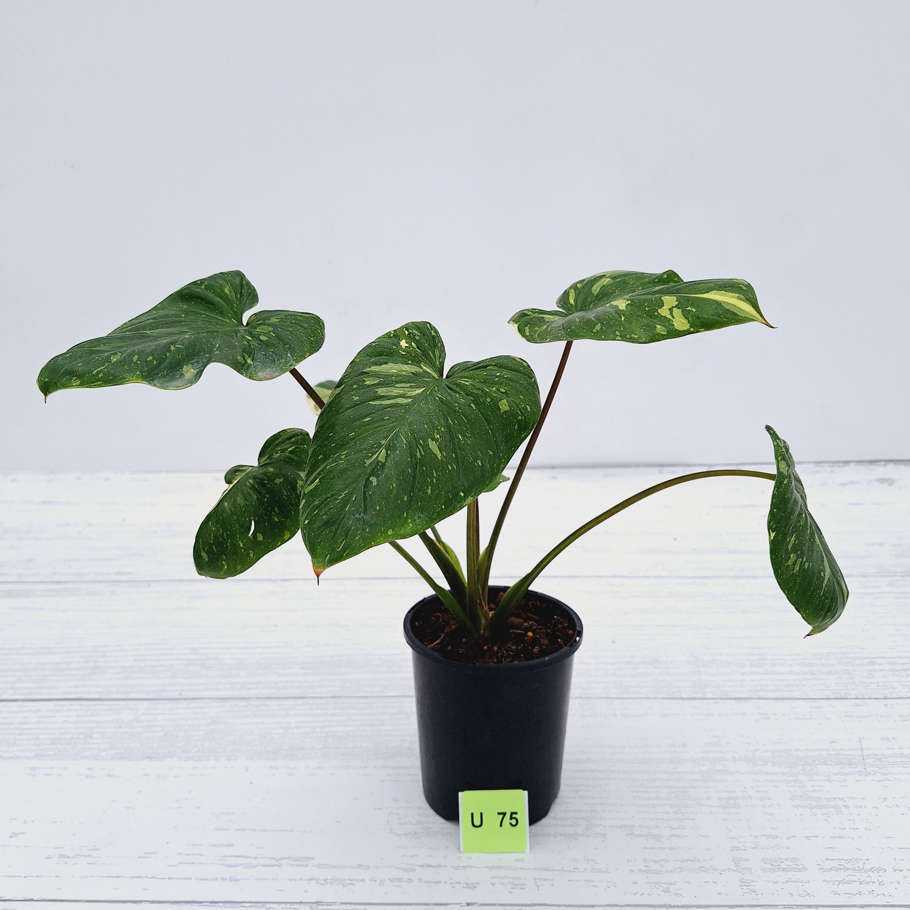 Homalomena rubescens Variegata