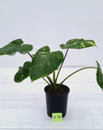 Homalomena rubescens Variegata