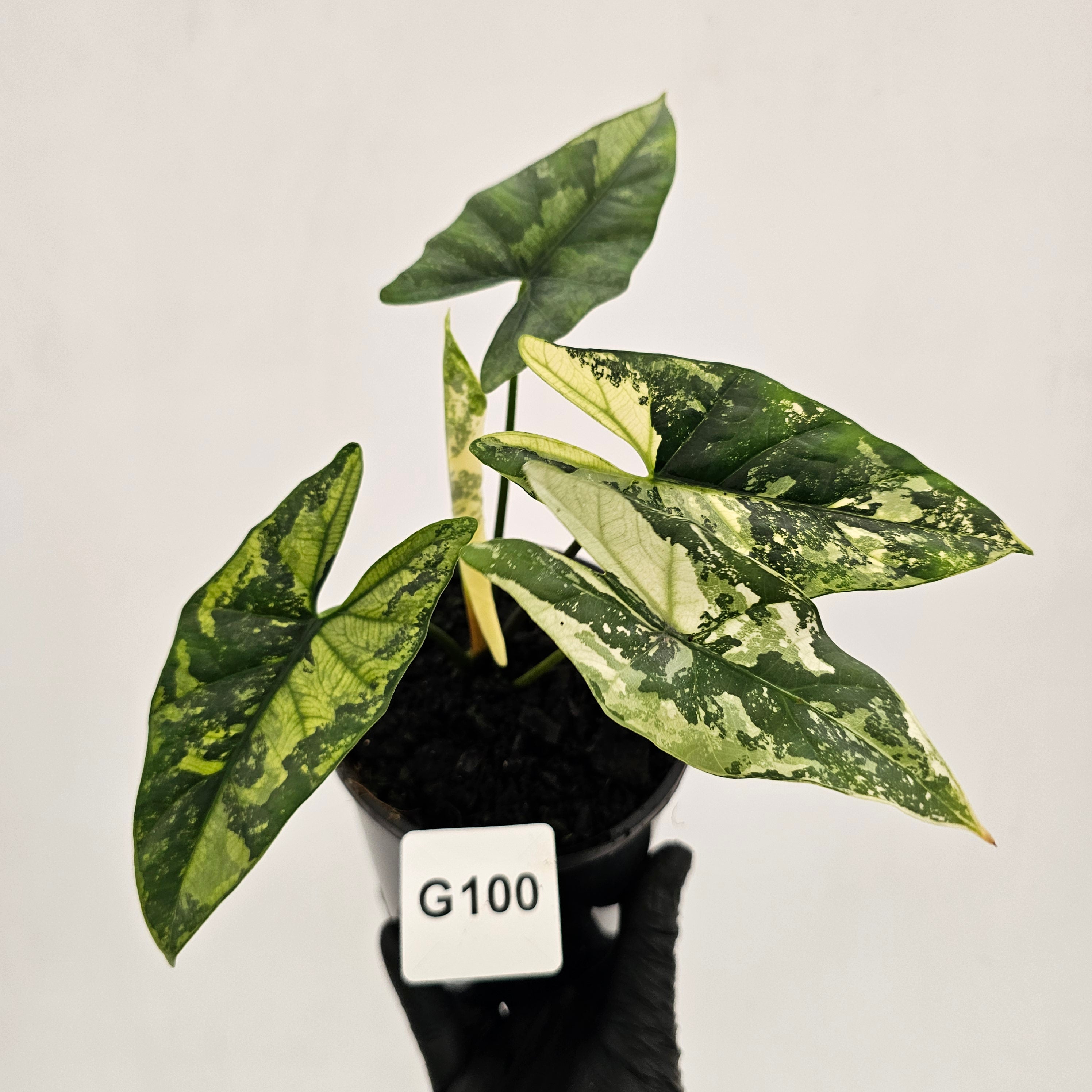 Alocasia ‘Simpo Albo’ Variegata - SALE