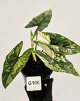 Alocasia ‘Simpo Albo’ Variegata - SALE