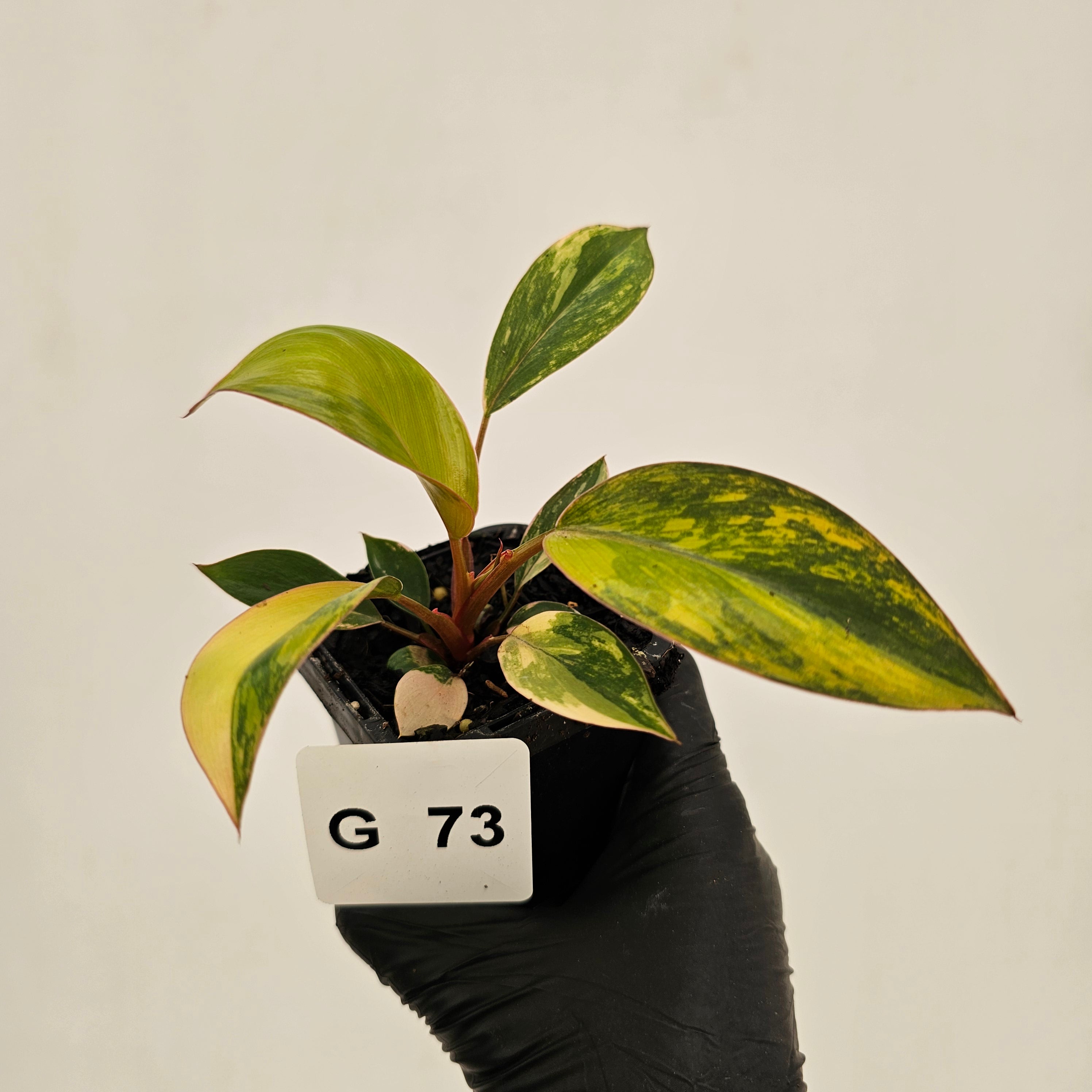 Philodendron 'Rojo Congo Variegated' - SALE