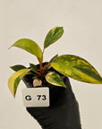 Philodendron 'Rojo Congo Variegated' - SALE