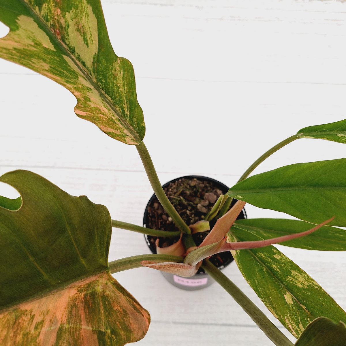 Philodendron serratum 'Caramel Marble'