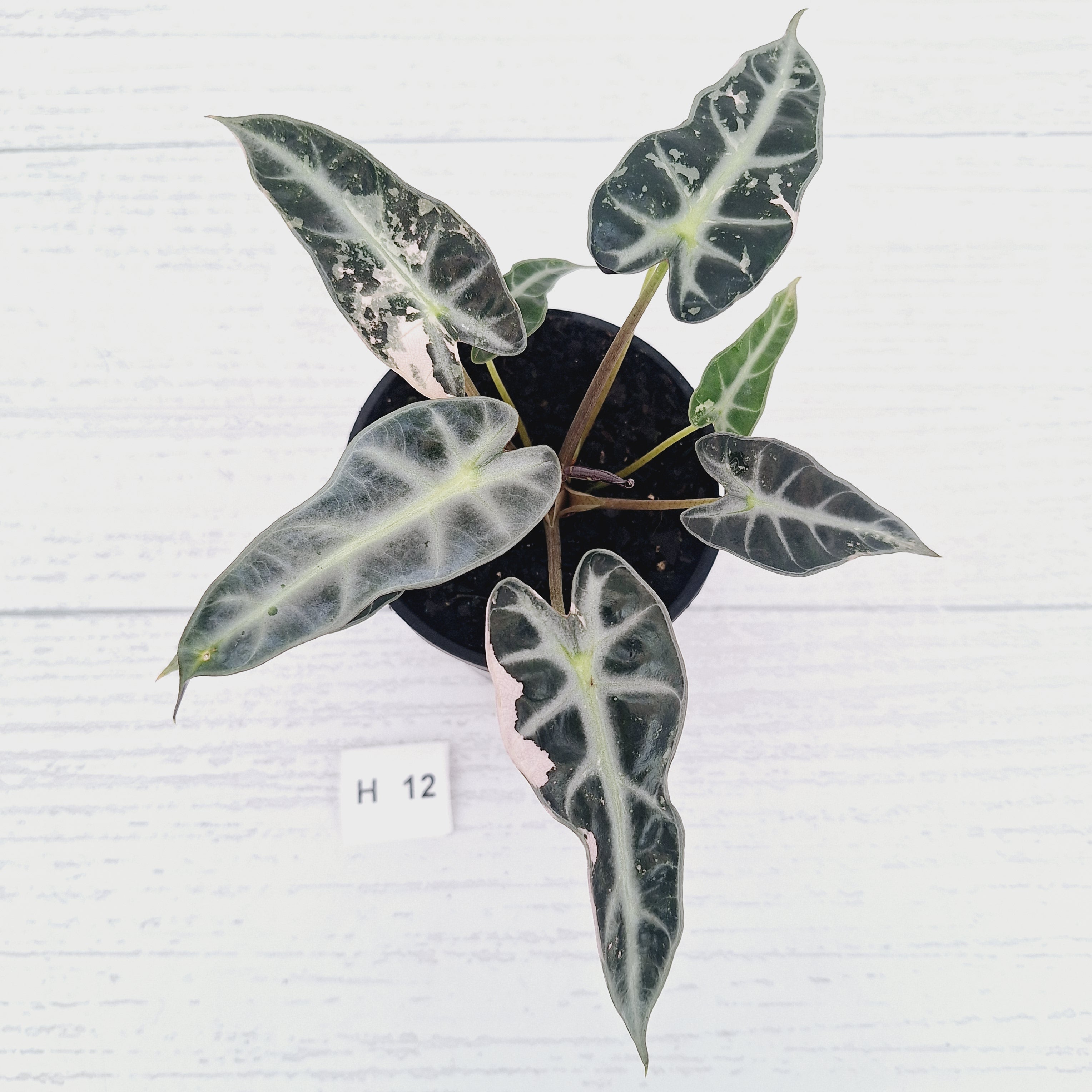 Alocasia Amazonica  bambino Variegata