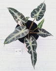 Alocasia Amazonica  bambino Variegata