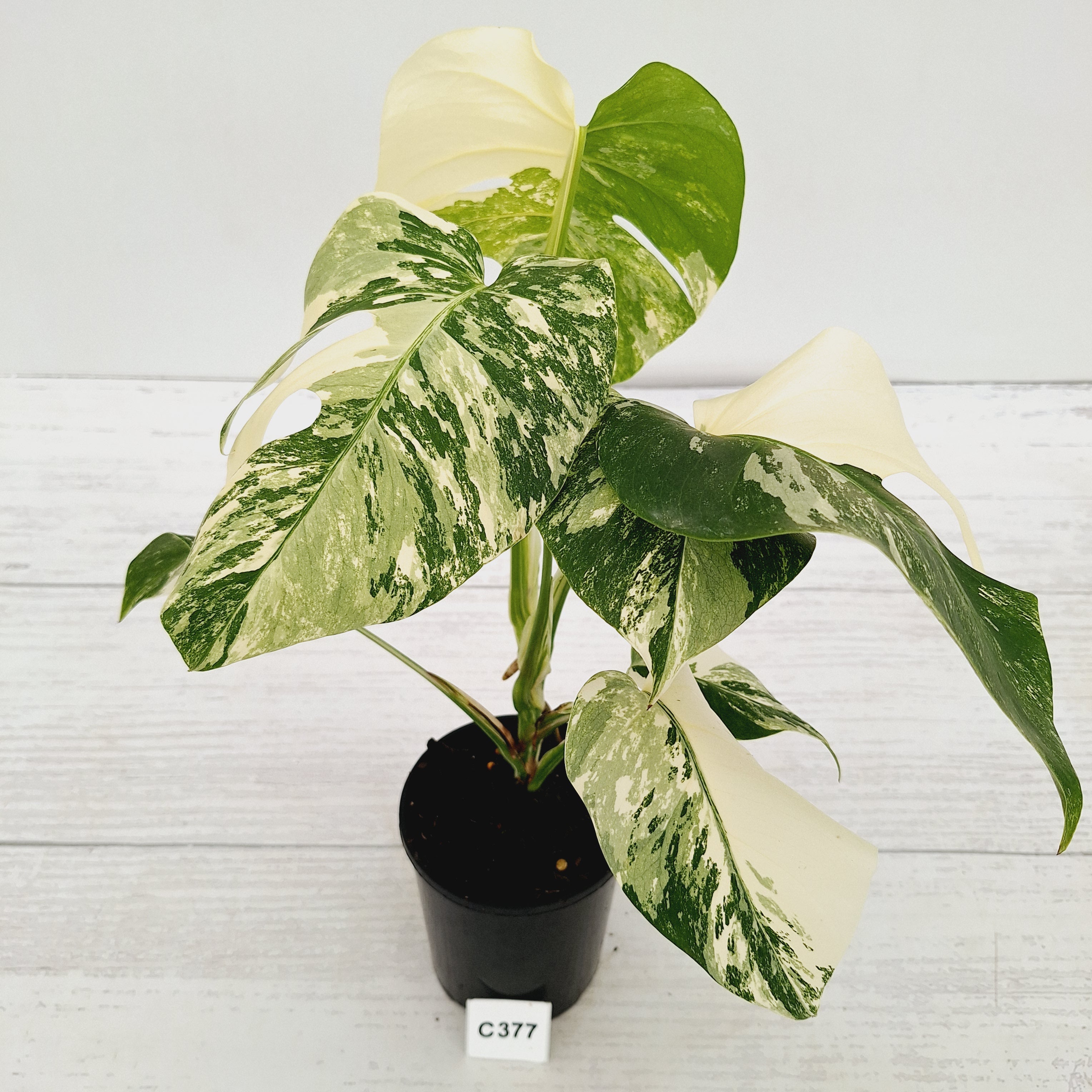 Monstera borsigiana 'Albo'