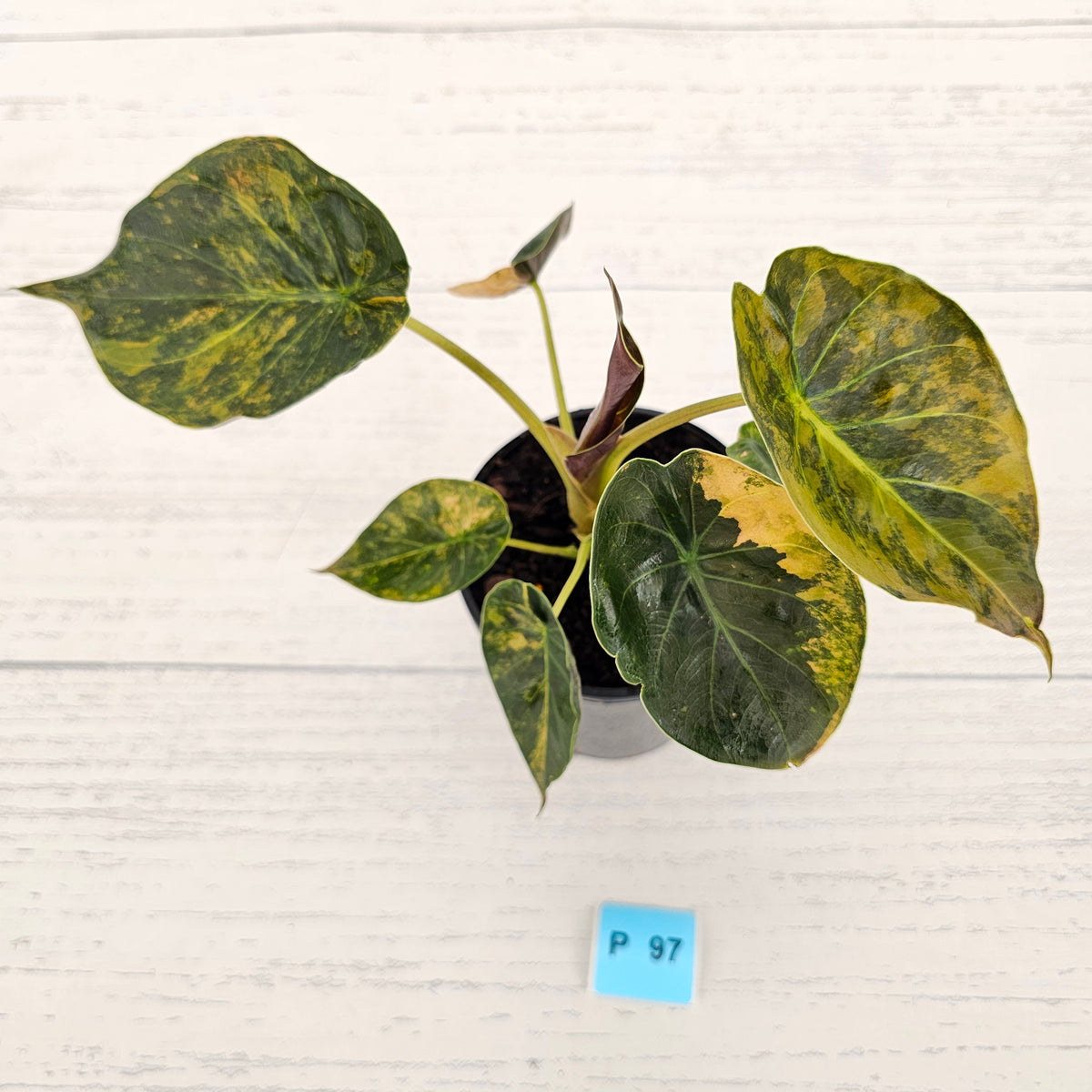 Alocasia ‘wentii’ Variegated - SALE