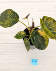 Alocasia ‘wentii’ Variegated - SALE