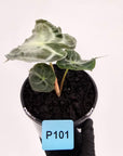 Alocasia Venom
