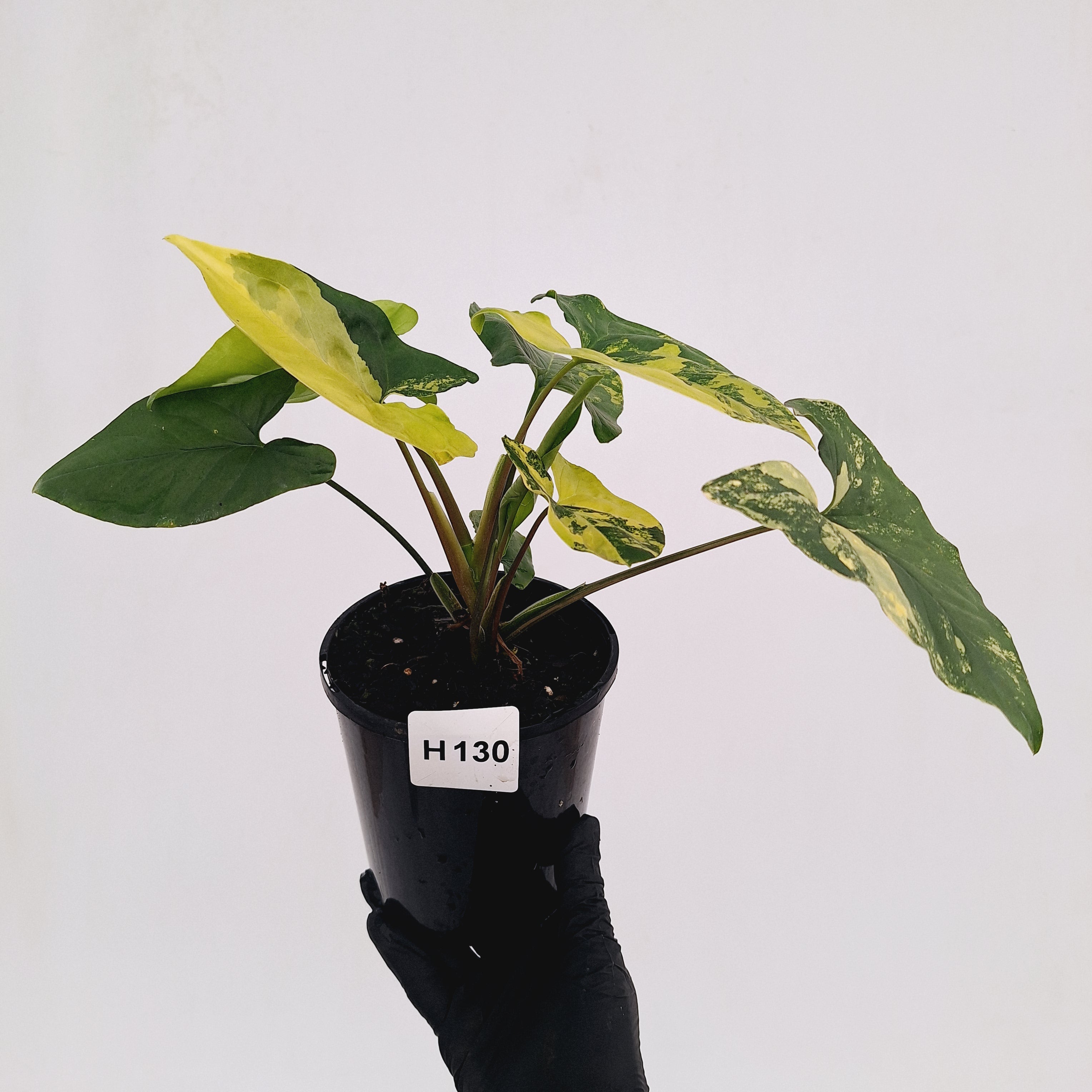 Syngonium podophyllum 'Gold'