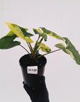 Syngonium podophyllum 'Gold'