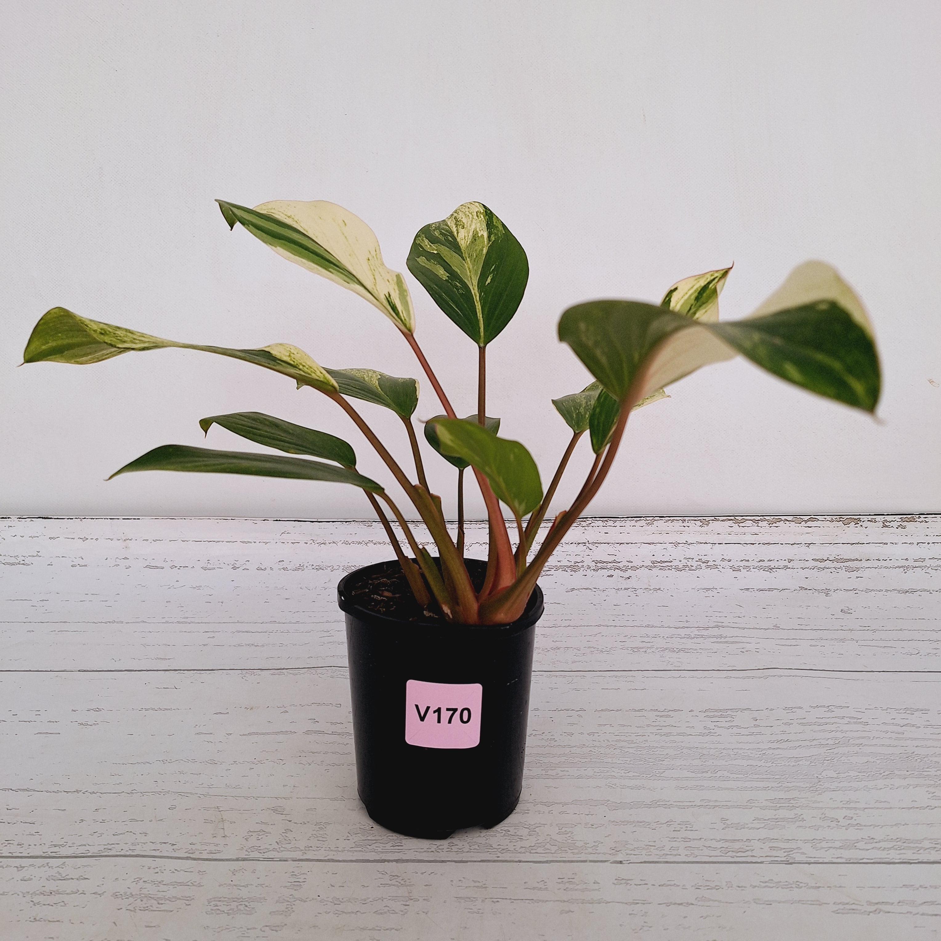Homalomena Tropical Green Variegata -sale