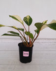 Homalomena Tropical Green Variegata -sale