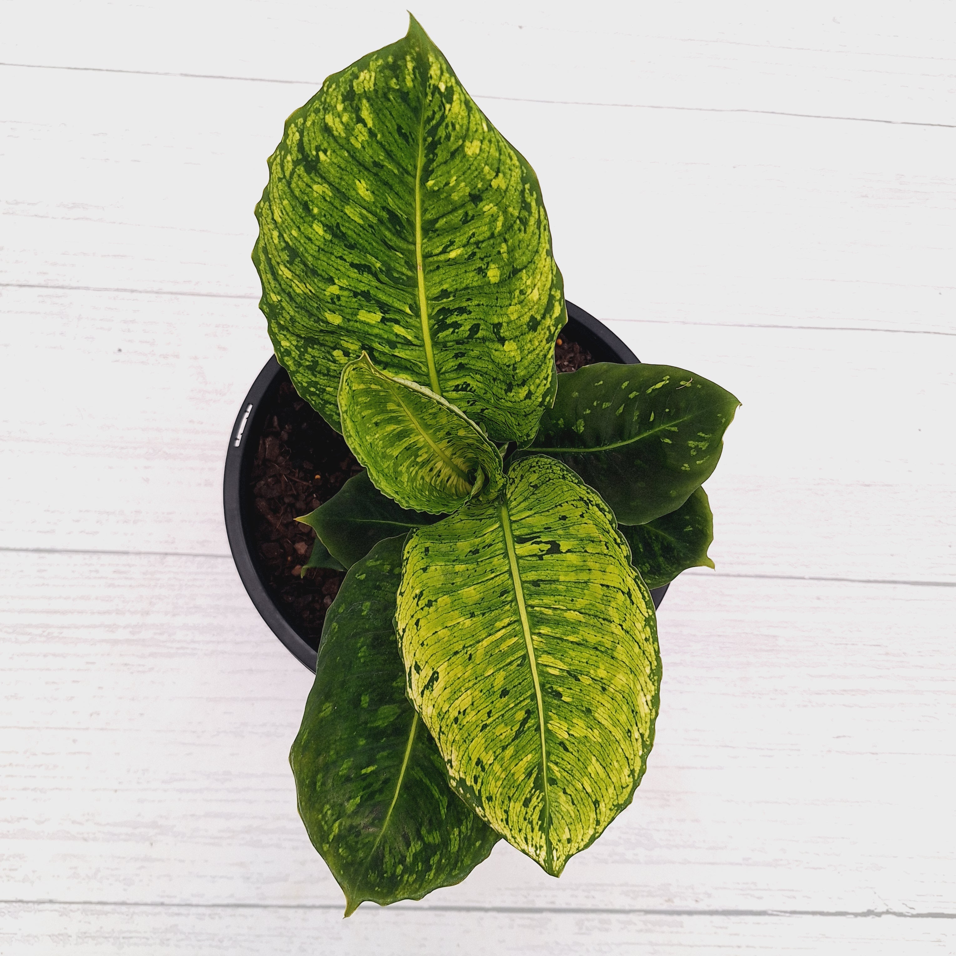 Dieffenbachia maculata 'Reflector' Variegata